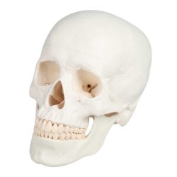 Anatomisk Kranie - 3 dele