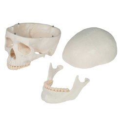 Anatomisk Kranie - 3 dele