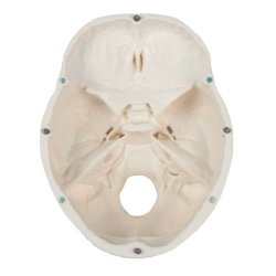 Anatomisk Kranie - 3 dele