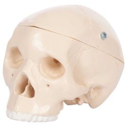 Anatomisk kranie mini - 3 dele