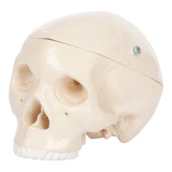 Mini kranie - 3-delt