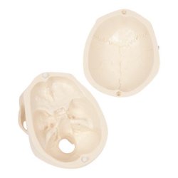 Mini kranie - 3-delt