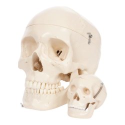 Mini kranie - 3-delt