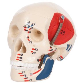 Anatomisk kranie m. muskelgengivelse mini - 3 dele