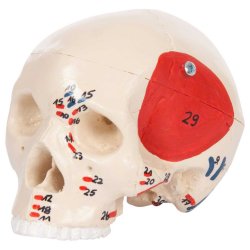 Anatomisk kranie m. muskelgengivelse mini - 3 dele