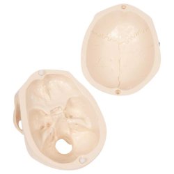 Anatomisk kranie m. muskelgengivelse mini - 3 dele