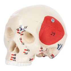 Mini kranie med musklr reprsentation - 3-delt