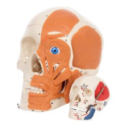 Mini kranie med musklr reprsentation - 3-delt