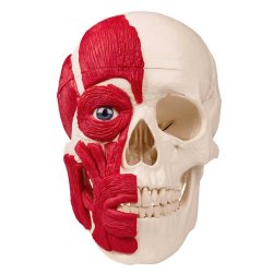 Anatomisk Kranie m. muskelgengivelse - 2 dele