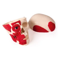 Anatomisk Kranie m. muskelgengivelse - 2 dele
