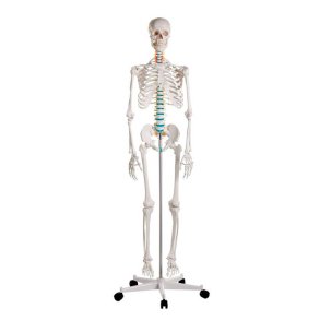 Anatomisk skelet standard inkl. stativ