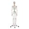 Anatomisk skelet standard inkl. stativ