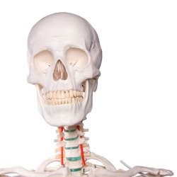 Anatomisk skelet standard inkl. stativ
