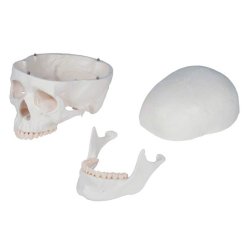 Anatomisk skelet standard inkl. stativ