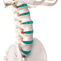 Anatomisk skelet standard inkl. stativ