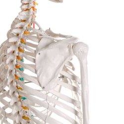 Anatomisk skelet standard inkl. stativ