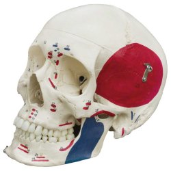 Anatomisk Skelet m. muskelgengivelse og stativ