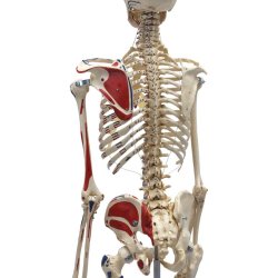 Anatomisk Skelet m. muskelgengivelse og stativ