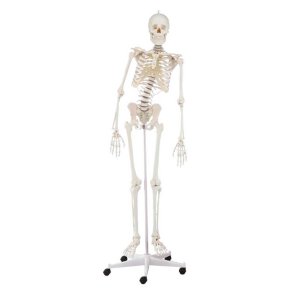 Anatomisk fleksibelt skelet m. stativ 