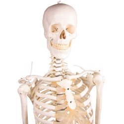 Anatomisk fleksibelt skelet m. stativ 
