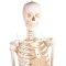 Anatomisk fleksibelt skelet m. stativ 