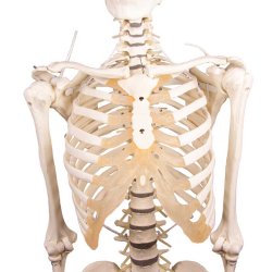 Anatomisk fleksibelt skelet m. stativ 