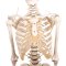 Anatomisk fleksibelt skelet m. stativ 