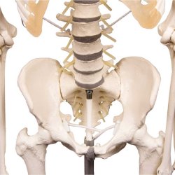 Anatomisk fleksibelt skelet m. stativ 