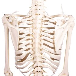 Anatomisk fleksibelt skelet m. stativ 