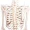 Anatomisk fleksibelt skelet m. stativ 