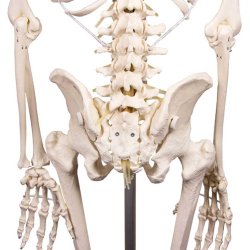 Anatomisk fleksibelt skelet m. stativ 