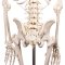Anatomisk fleksibelt skelet m. stativ 