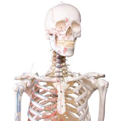 Anatomisk Skelet m. muskelgengivelse og stativ