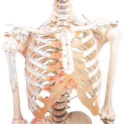 Anatomisk Skelet m. muskelgengivelse og stativ