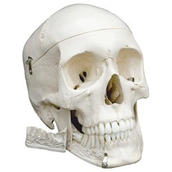 Anatomisk Skelet m. ledbnd og stativ