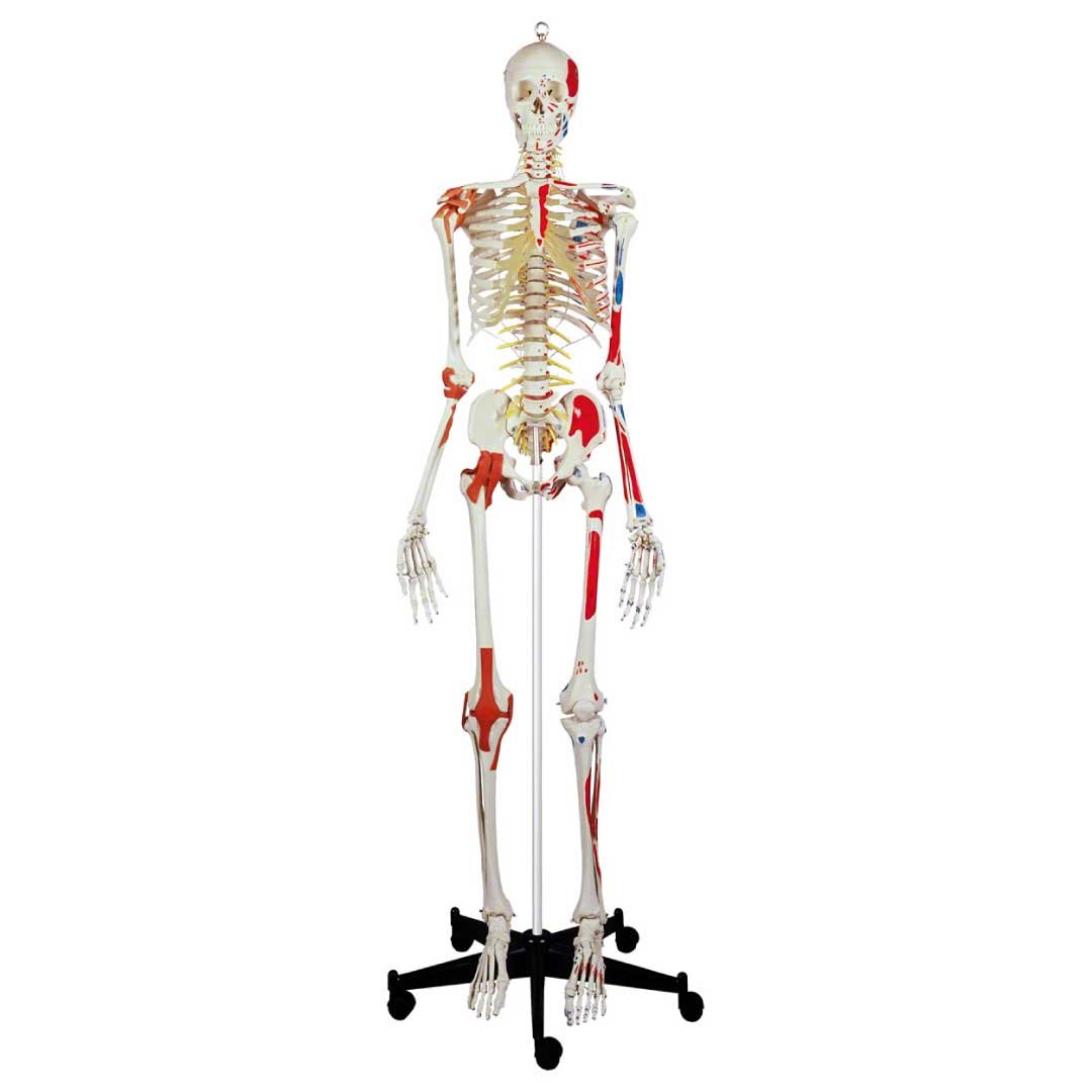 Anatomisk Skelet Super m. ledbånd og muskelgengivelse inkl. stativ