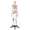 Anatomisk Skelet Super m. ledbnd og muskelgengivelse inkl. stativ