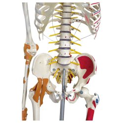 Anatomisk Skelet Super m. ledbnd og muskelgengivelse inkl. stativ