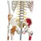 Anatomisk Skelet Super m. ledbnd og muskelgengivelse inkl. stativ