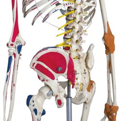 Anatomisk Skelet Super m. ledbnd og muskelgengivelse inkl. stativ
