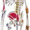 Anatomisk Skelet Super m. ledbnd og muskelgengivelse inkl. stativ