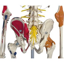 Anatomisk Skelet Super m. ledbnd og muskelgengivelse inkl. stativ