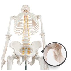 Anatomisk Skoleskelet inkl. stativ