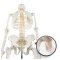 Anatomisk Skoleskelet inkl. stativ