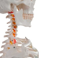 Anatomisk Skoleskelet inkl. stativ