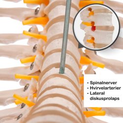 Anatomisk Skoleskelet inkl. stativ