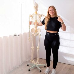 Anatomisk Skoleskelet inkl. stativ