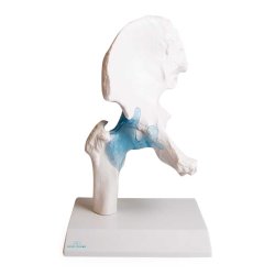 Anatomisk Skelet af hofteled inkl. holder
