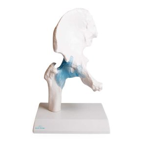 Anatomisk Skelet af hofteled inkl. holder