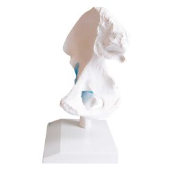 Anatomisk Skelet af hofteled inkl. holder
